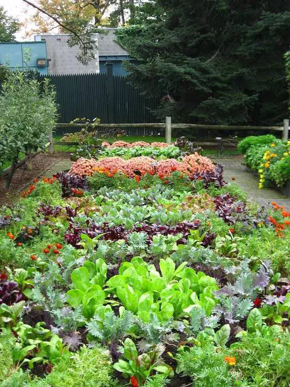 玩转庭院：家里有院子的话可以建一个实用又好看KK体育的“菜园子”(图2)