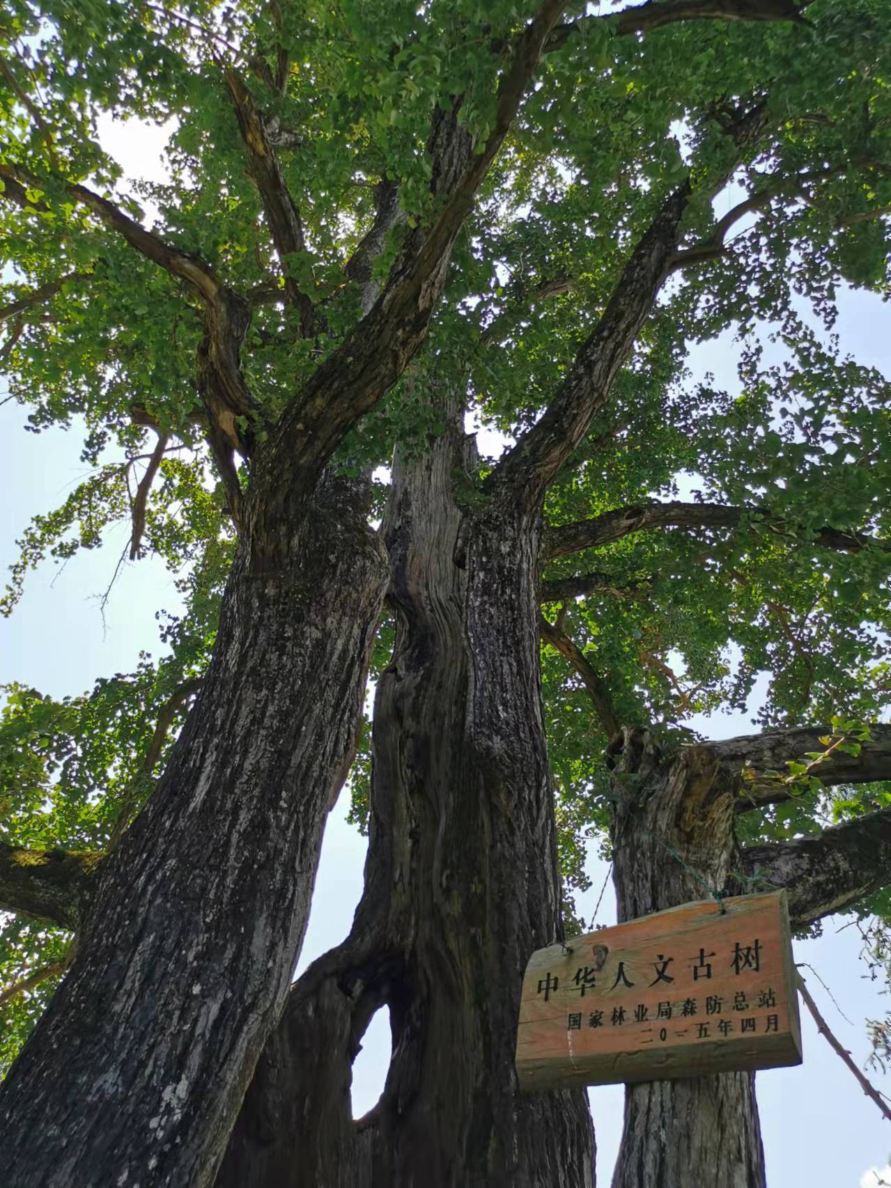 收编16种树种类型 《黔东南州“十佳”系列树种推荐名录》发布TG体育(图1)