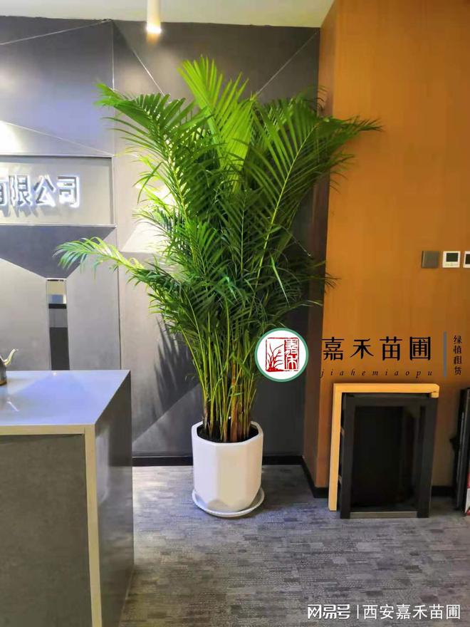TG体育西安企业办公室花卉绿植租赁月租套餐(图2)